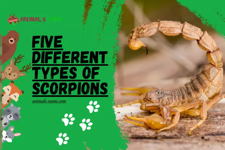 Different Types of Scorpions