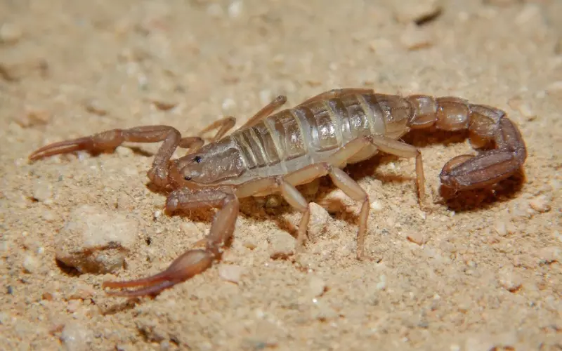 Dusky Scorpion