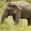 Dwarf Elephant