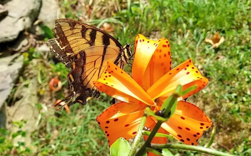 Eastern Tiger Lily