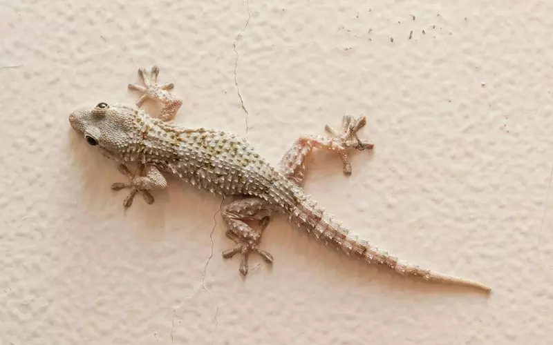 A photograph of a lizard showcasing