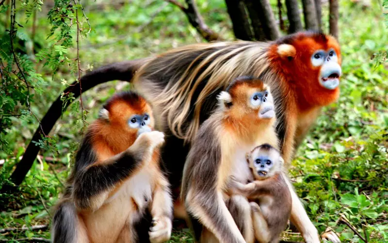 Golden Snub-Nosed Monkey