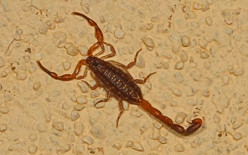 Hentz Striped Scorpion