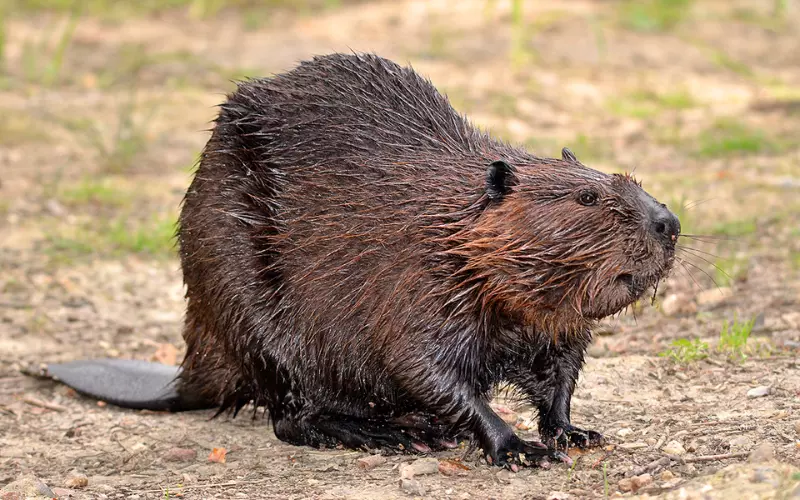 History Of Beavers