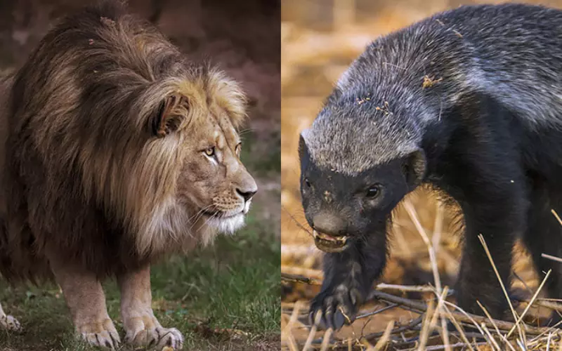 Lion vs. Honey Badger: How Do They Compare? Can A Honey Badger Kill a Lion