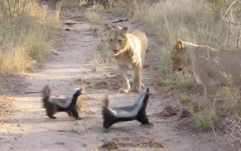Lions Go After Honey Badgers, Who Are Having Absolutely None Of It