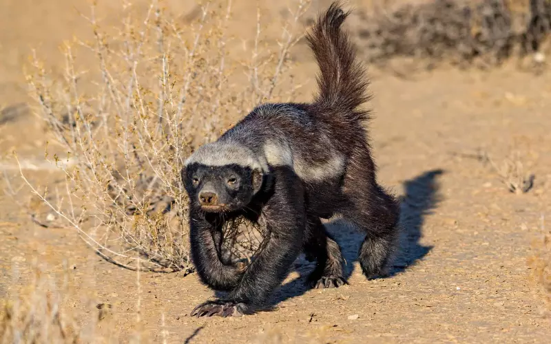 Honey badger - Walking fearless