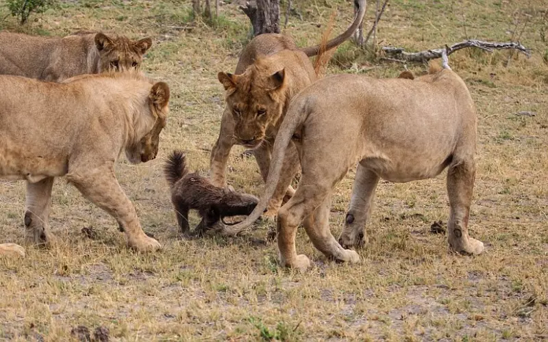 Honey badger takes on pride of lions