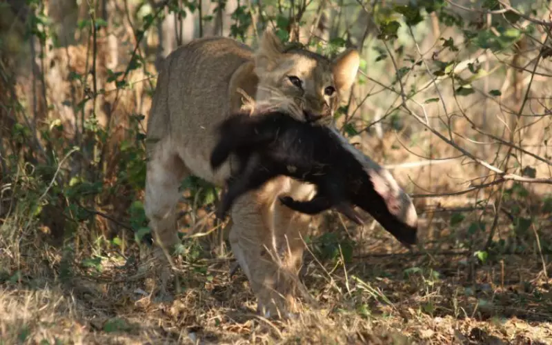 Honey badger in lion teeth