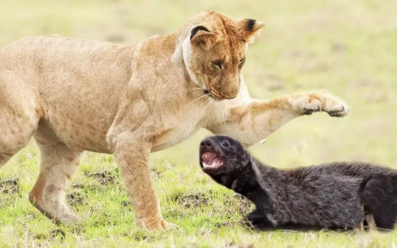 Honey badger - The fearless animal fighting with lion