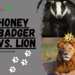 Honey Badger vs. Lion