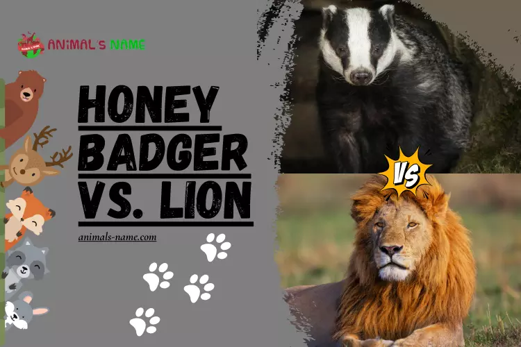 Honey Badger vs. Lion