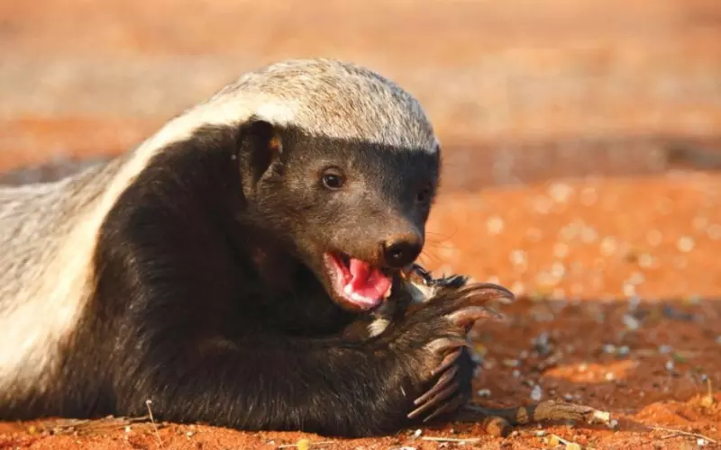 Honey Badger