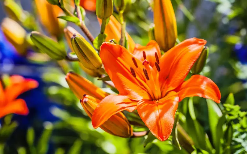 How To Prevent Lily Pests