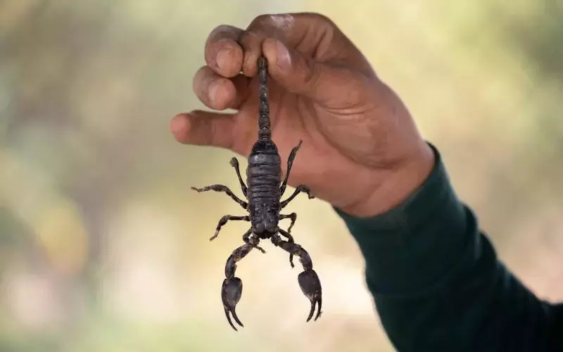 How To Prevent Scorpion Encounters In And Around Homes