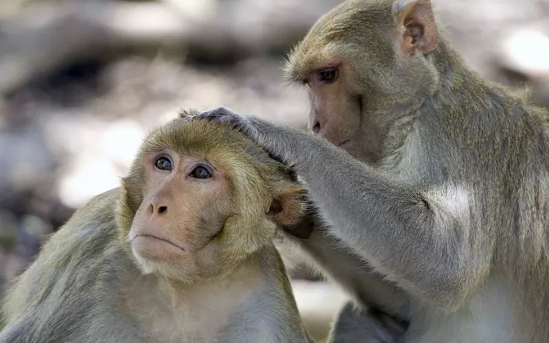 Small Monkey Picking Lice on Hair of Big Monkey