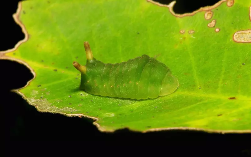 How to Identify Angled Sunbeam Caterpillar_ Appearance
