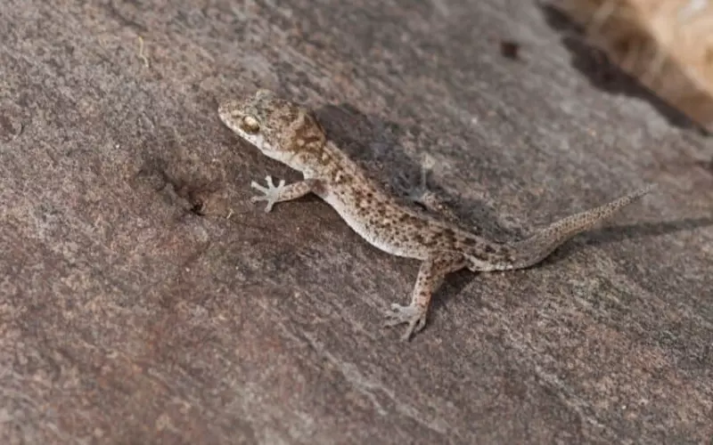 A small lizard perched on a desert rock