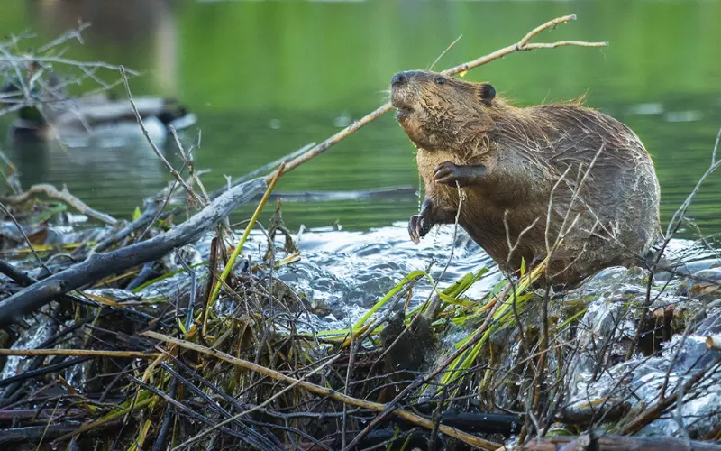 Importance Of Beavers In The Ecosystem
