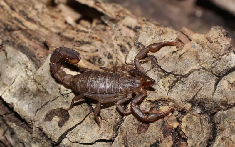 Interesting Facts About Scorpions