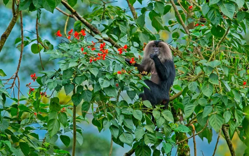 Lion-Tailed Macaque