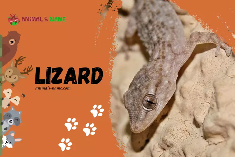 Lizard