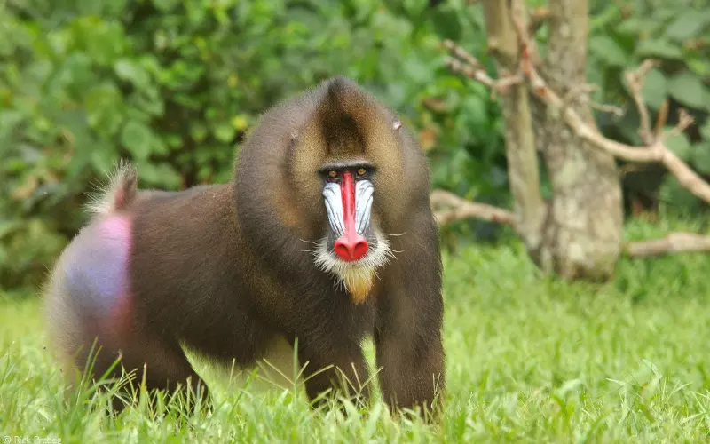 Mandrill