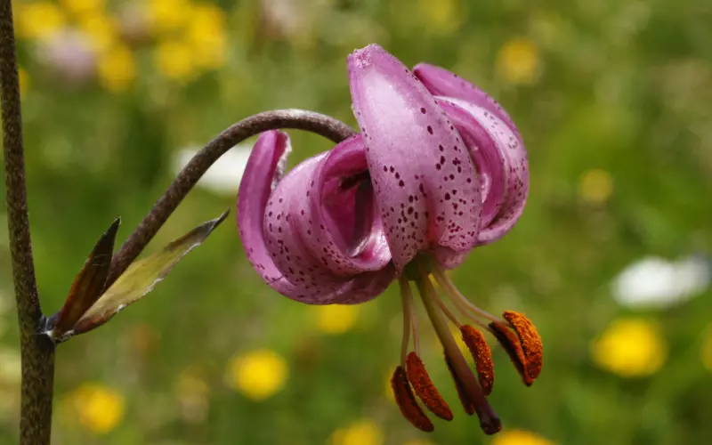 Martagon Lily