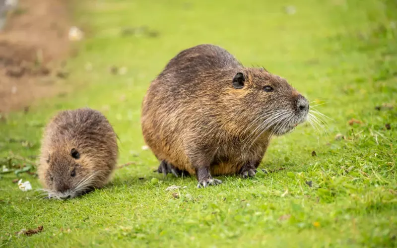 Muskrat