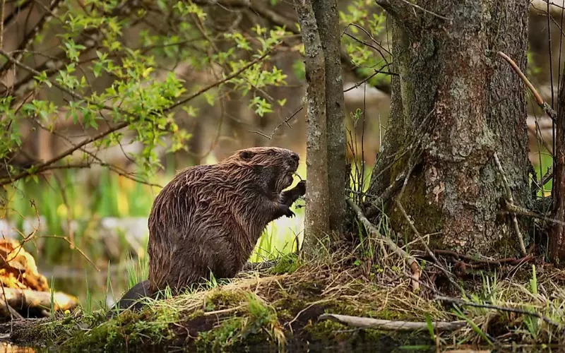 Natural Habitats Of Beavers