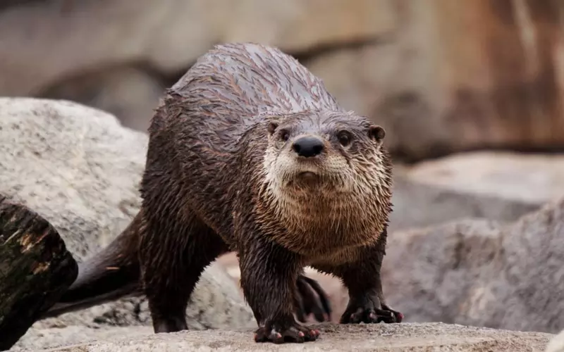 North American River Otter