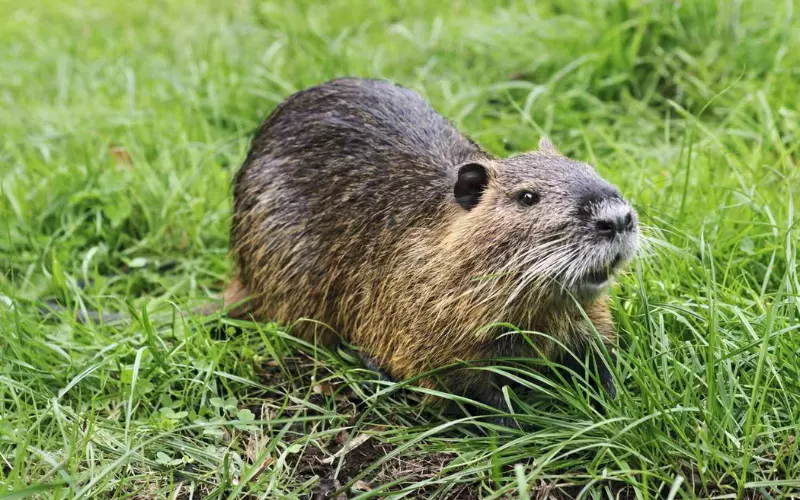 Nutria