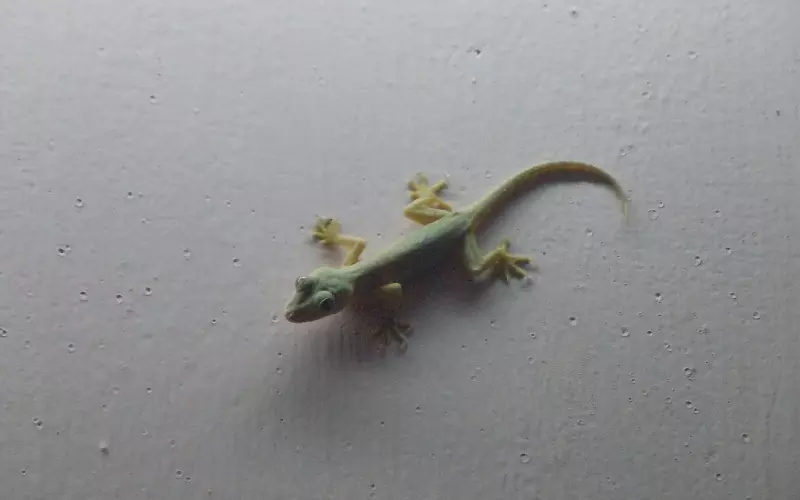 A gecko clinging to the wall of a room