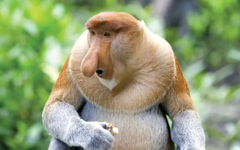 Proboscis Monkey