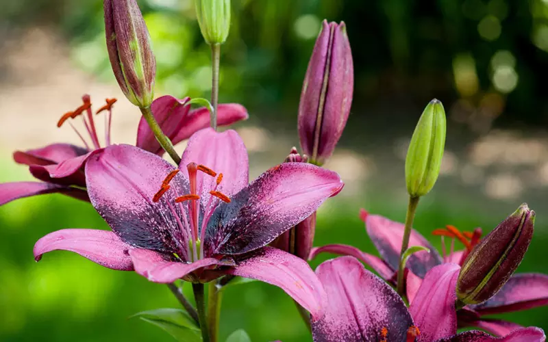 Purple Dream Lily