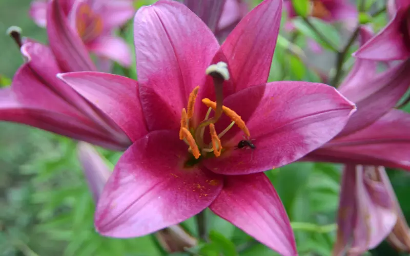 Purple Lady Lily