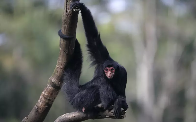 Red-faced Spider Monkey