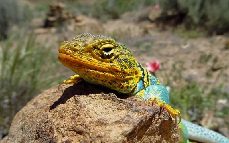 A vibrant lizard perched on a desert rock