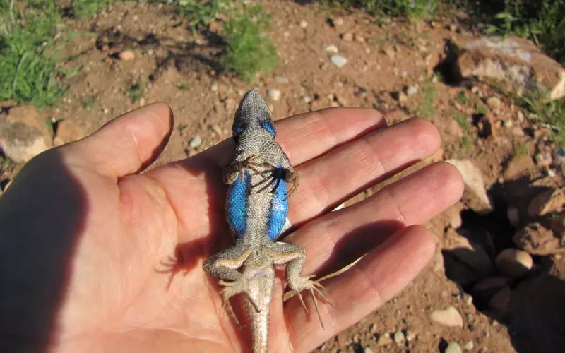 A person holding a lizard with blue and white markings in their hand