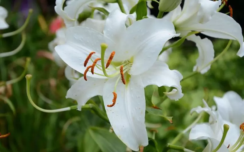 Siberian Lily