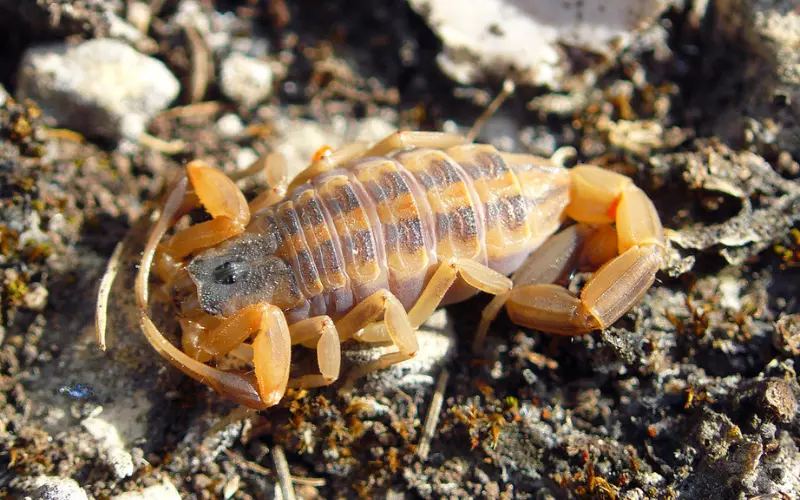 Striped Bark Scorpion