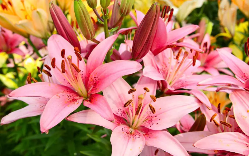 Symbolism Of Lilies