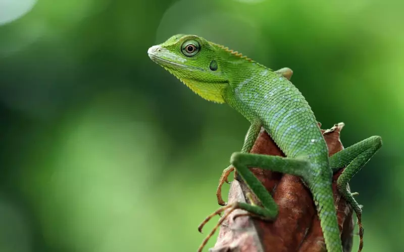 The Behavior And Habits Of Lizards