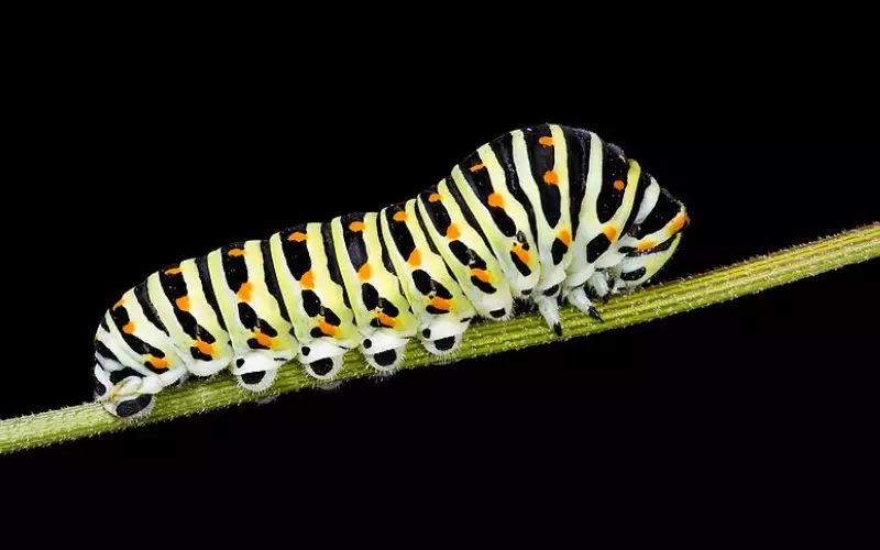 The Caterpillar's Behavior and Habits