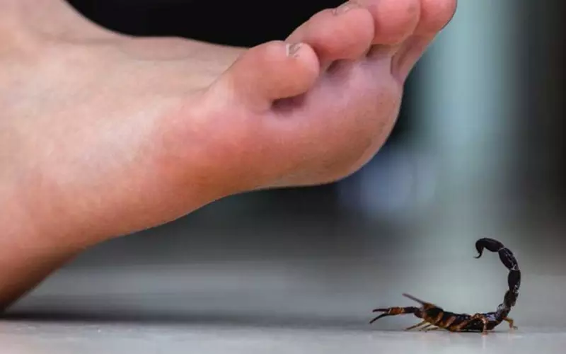 The Effects Of Scorpion Stings On Humans