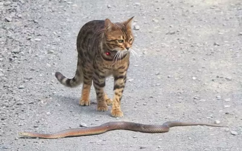 The Key Factors In A Fight Between A Cat And A Rattlesnake
