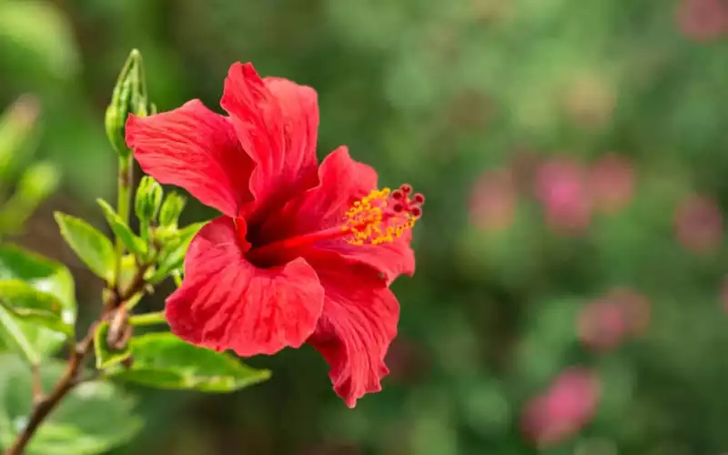 The National Flower of Puerto Rico