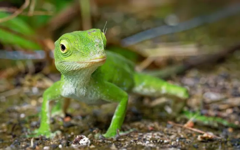 The Role Of Lizards In Ecosystems