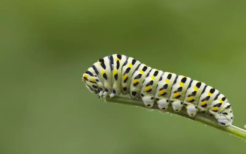 The Role of the Caterpillar in its Ecosystem