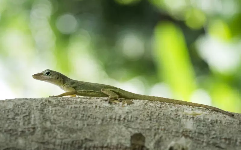 The Stages Of A Lizard’s Life Cycle